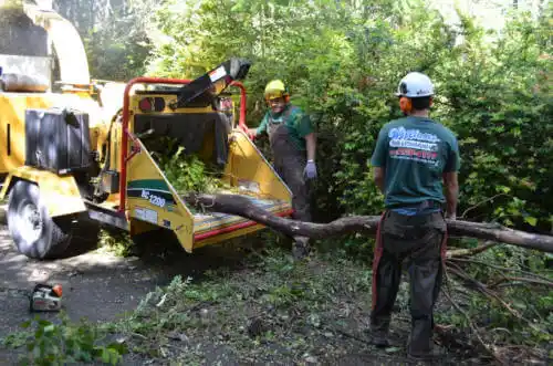 tree services Mountain City